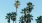 palm trees against a blue sky
