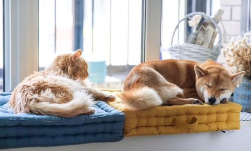 Cat and dog resting by a window in a pet-friendly apartment at SYNC on Canoga, near Warner Center Los Angeles