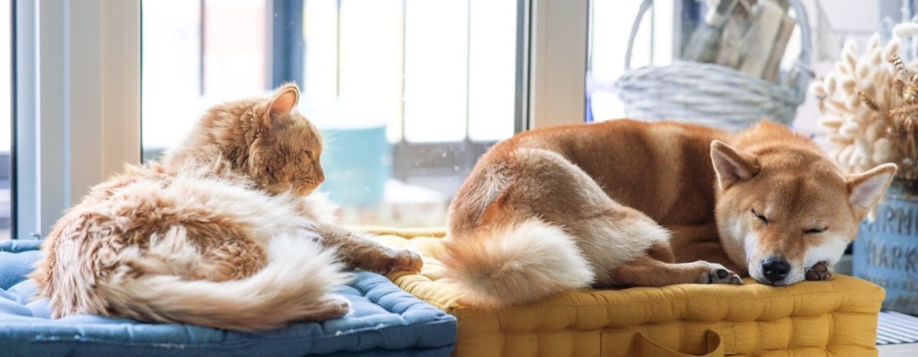 Warner Center Pet Apartments